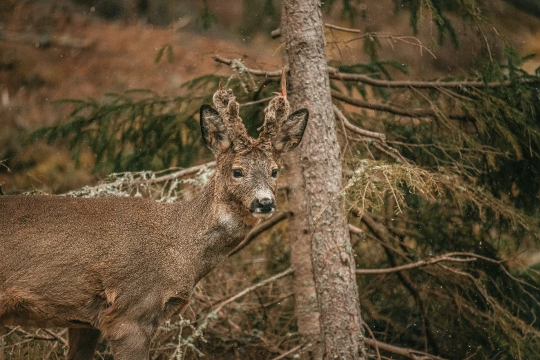 two deer are sitting in the wilderness near trees