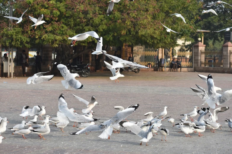 many birds are sitting on the ground in a park