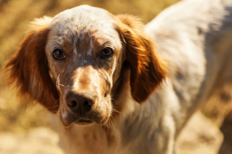 the puppy looks at the camera as it stands in the field