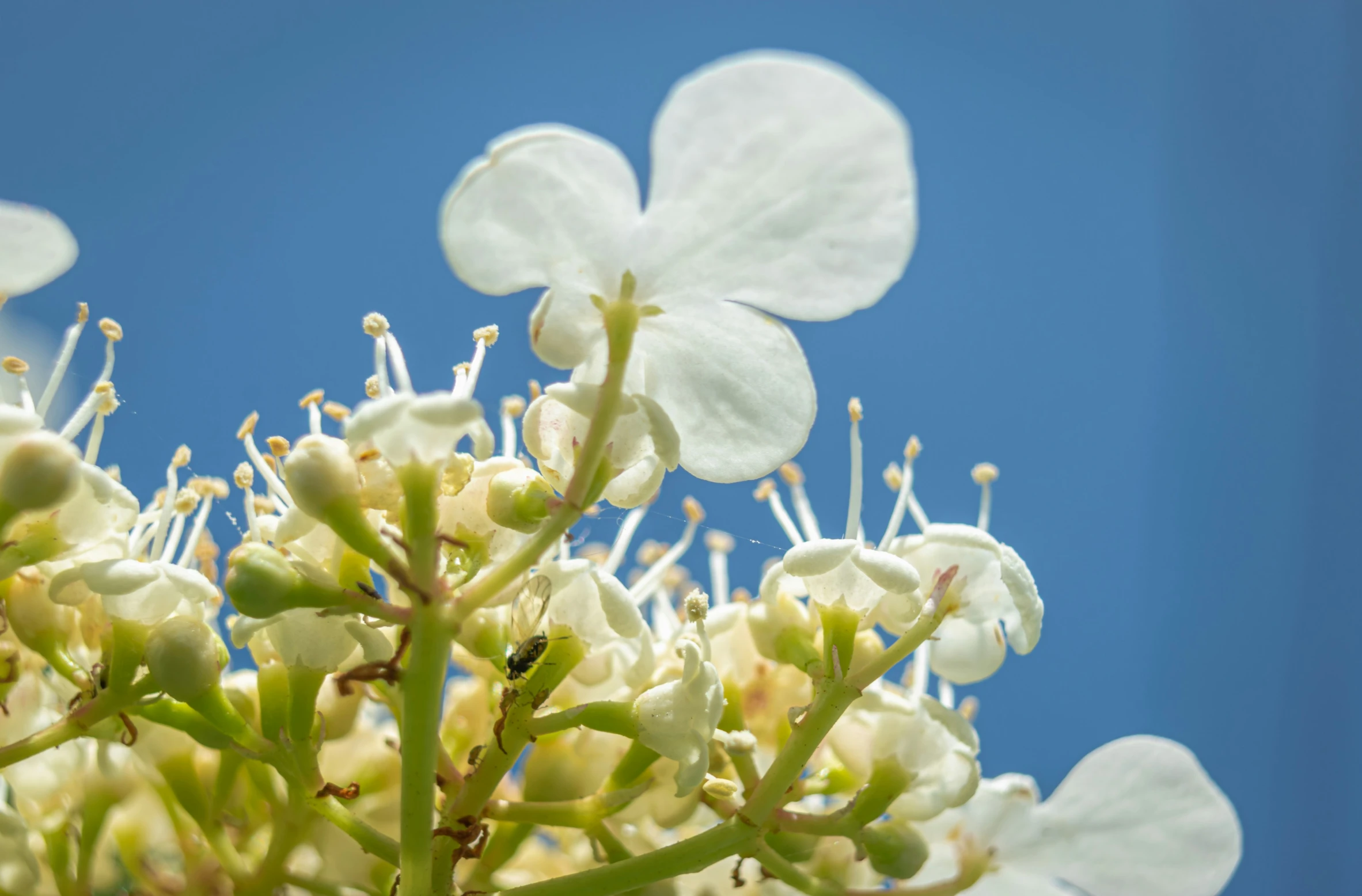 a cluster of white flowers with lots of leaves on the tops