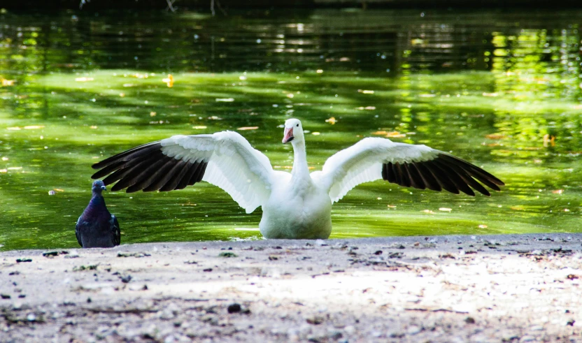 a pelican and a pigeon on the side of a lake