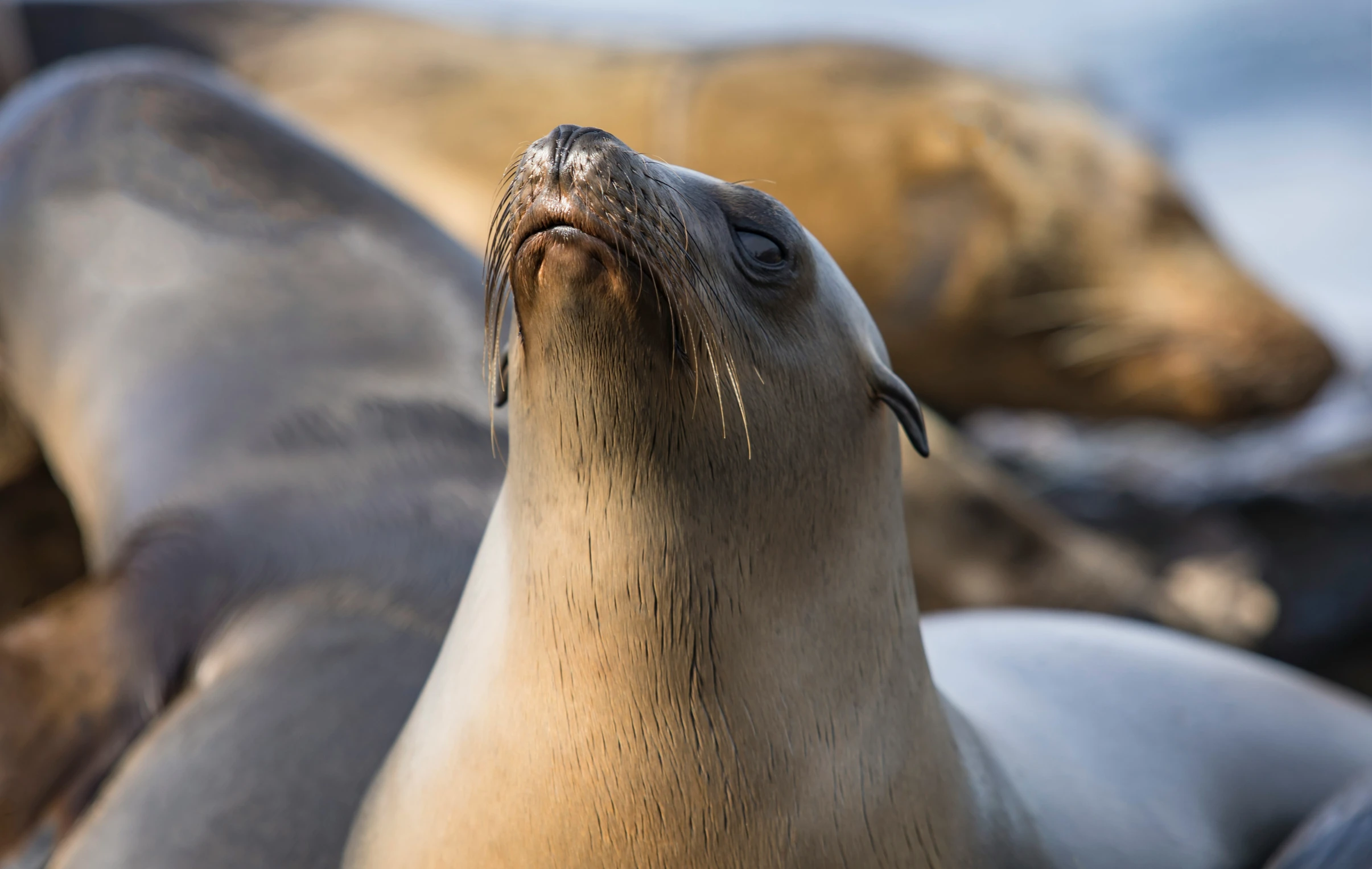 a seal is in the ocean with its mouth open