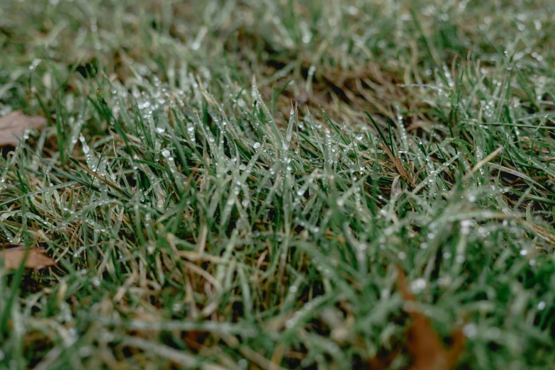 green grass covered with some frost next to leaves