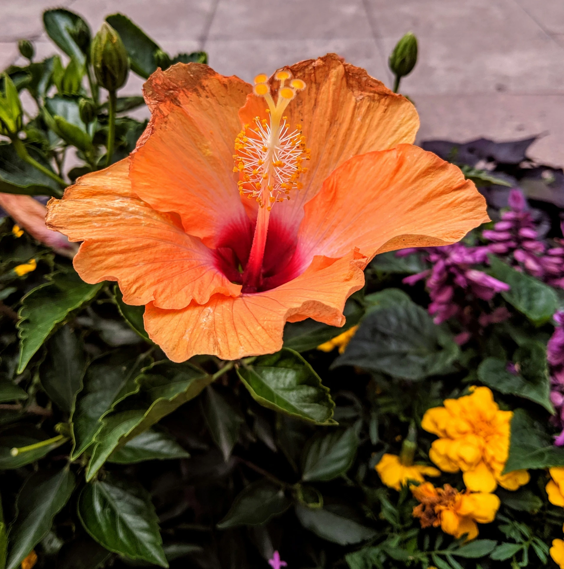 an orange flower with a bright purple center sits among flowers