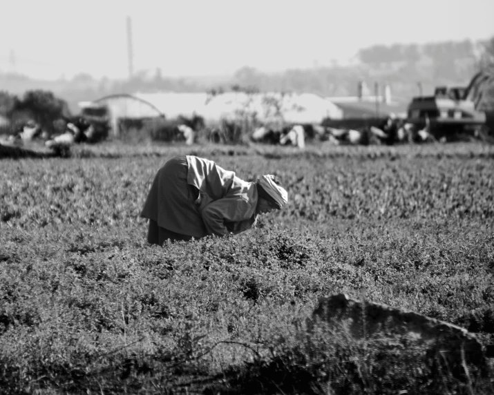 a man lays down in a field with many cows