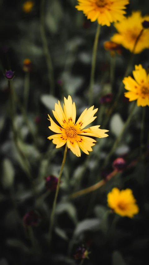 this po shows a single flower in a lot