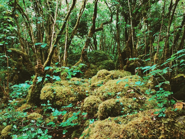 green leaves and moss cover the ground in the woods