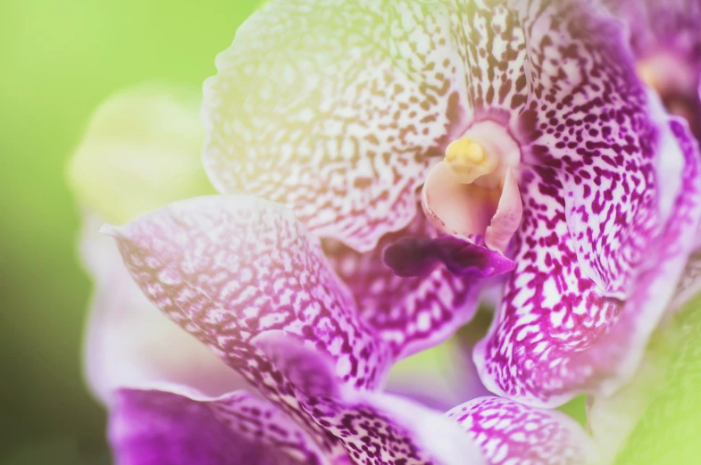 a purple flower with white and white stripes on it