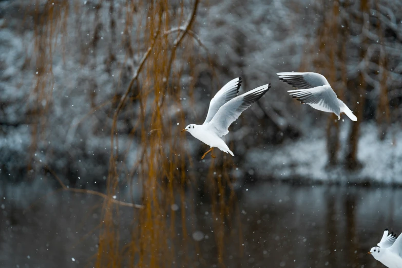 two birds flying over water covered in snow