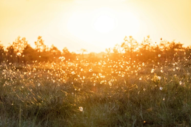 sun going down and some flowers on the side