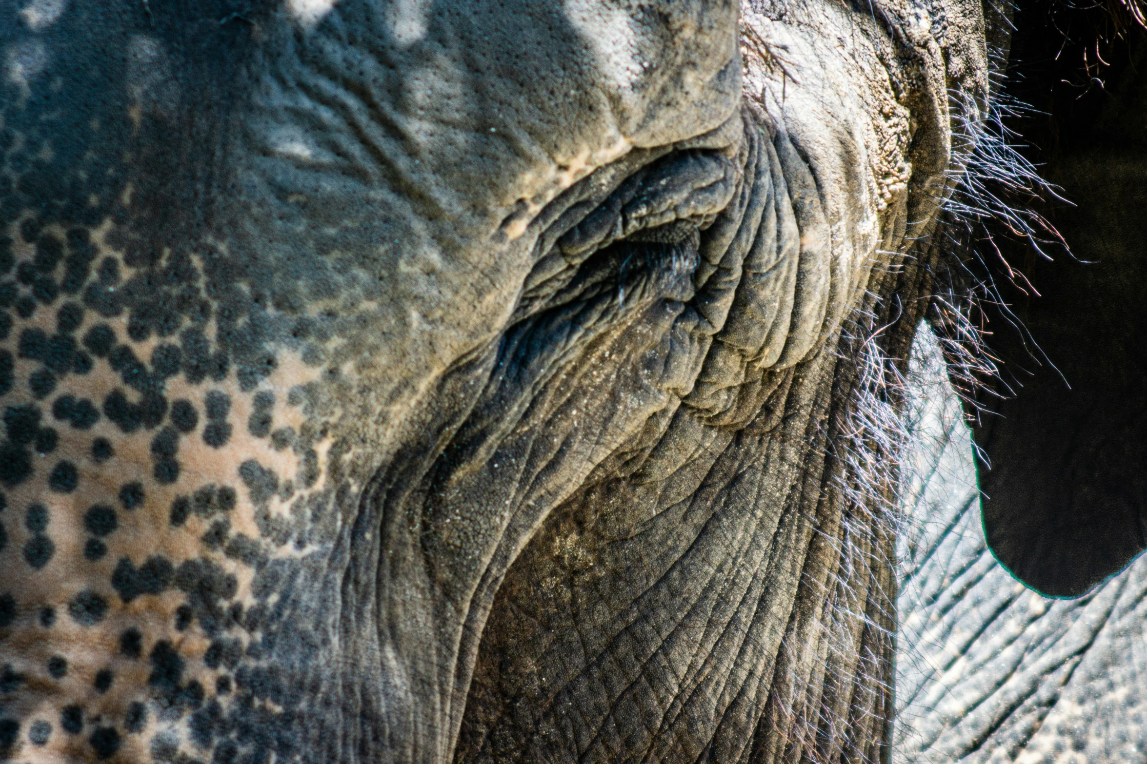 the elephant's eye and the skin are very large