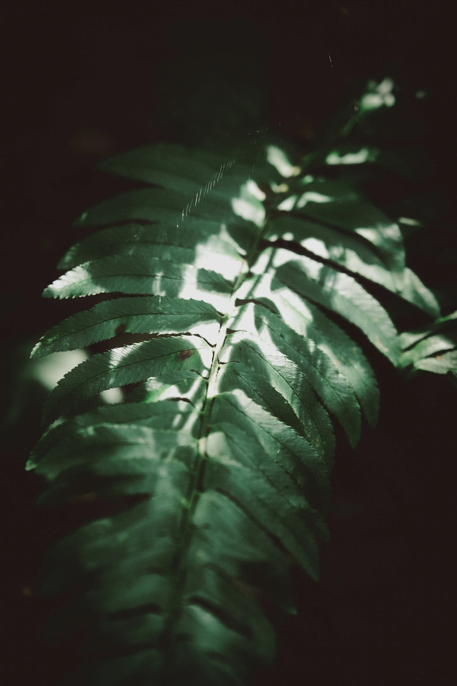 a leaf with very large green leaves against the black background