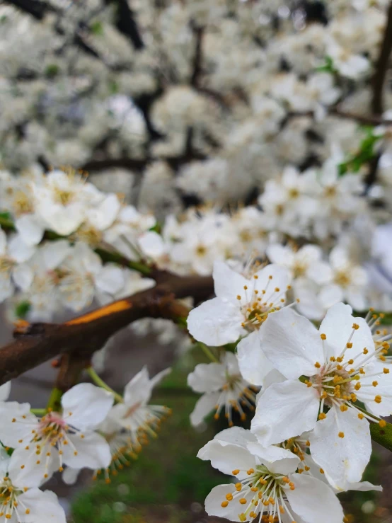 a large white flowered tree filled with lots of white blossoms