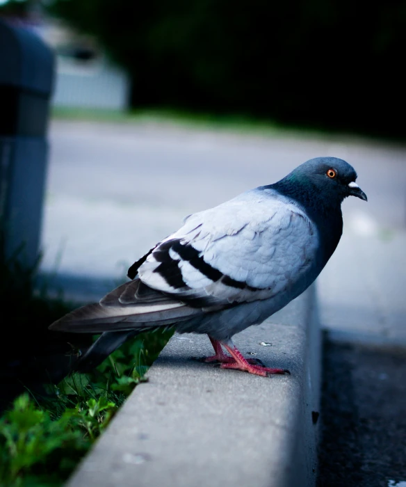 a pigeon sits on the side of the street