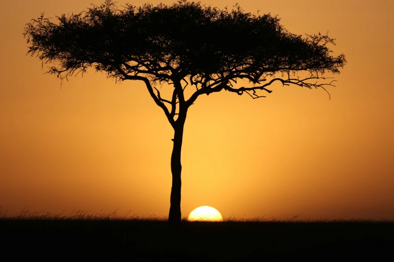 a lone tree at sunset on a plain