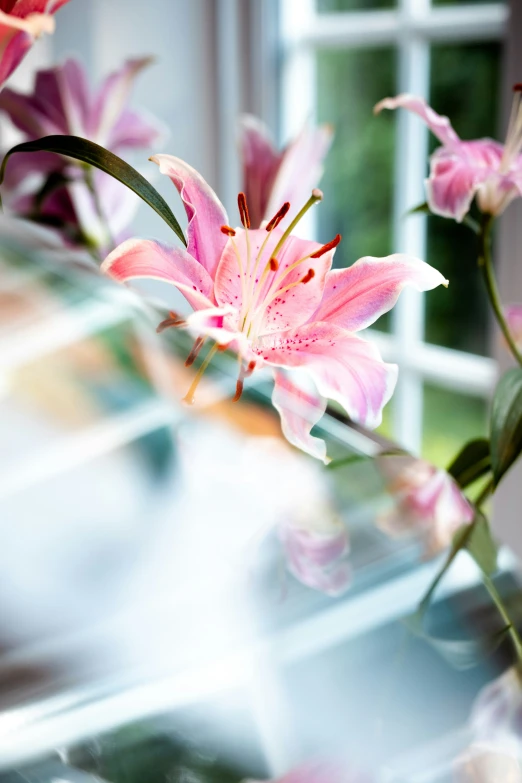 pink flowers sitting in a vase on a table