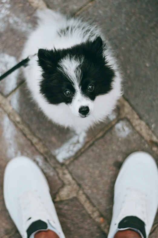 a small white and black dog with black markings on its face