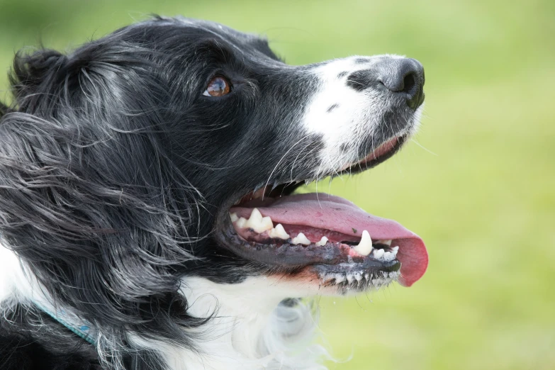 a black and white dog smiling on the field