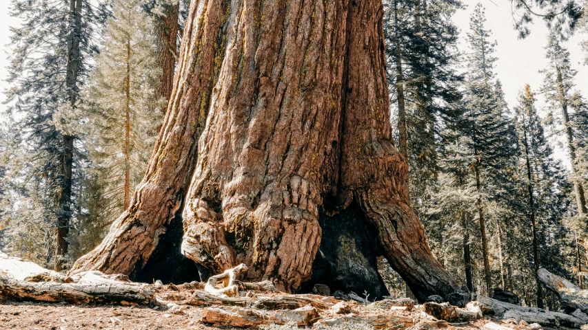 a man sitting next to a giant tree