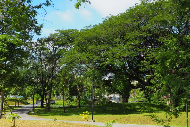 an image of a green park setting with no people on it