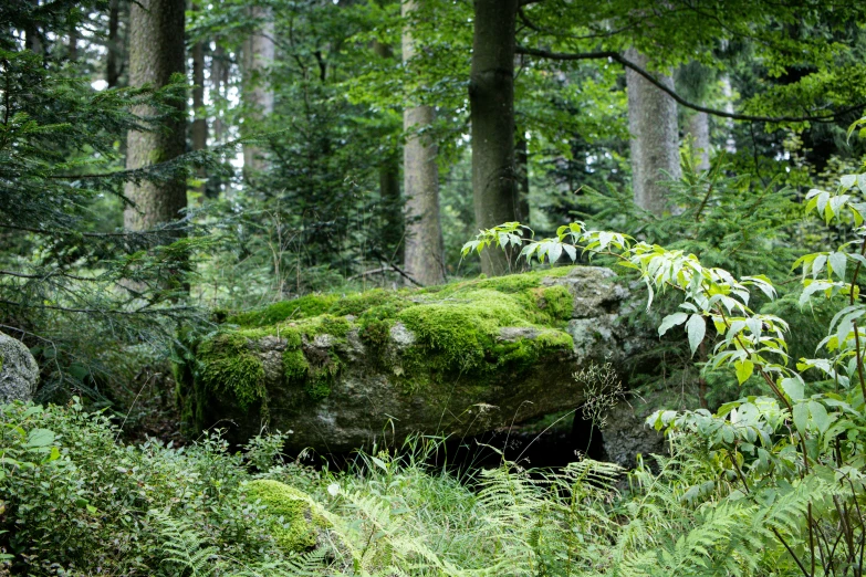 large mossy rock in an area with trees