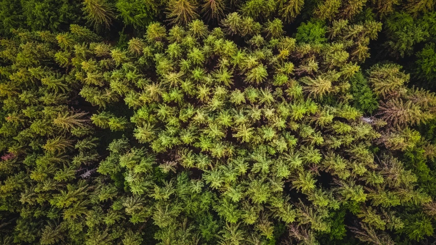 an aerial view of many trees from above