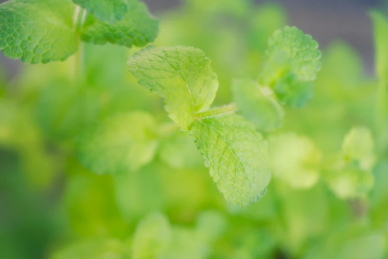 a small plant has a green leaf like design