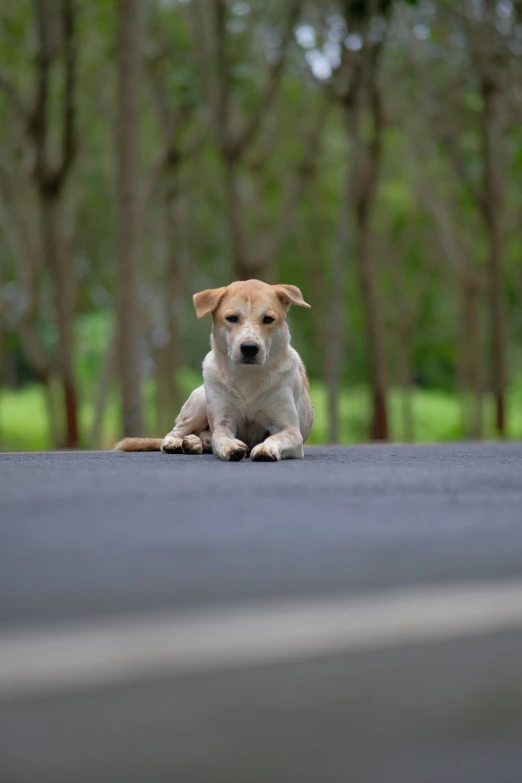 a cute puppy that is sitting on the road