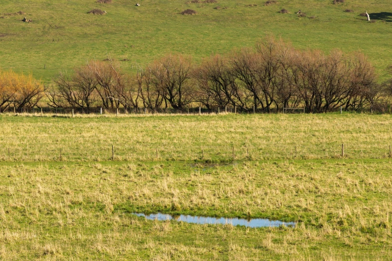 a lone horse stands in a grassy field near trees