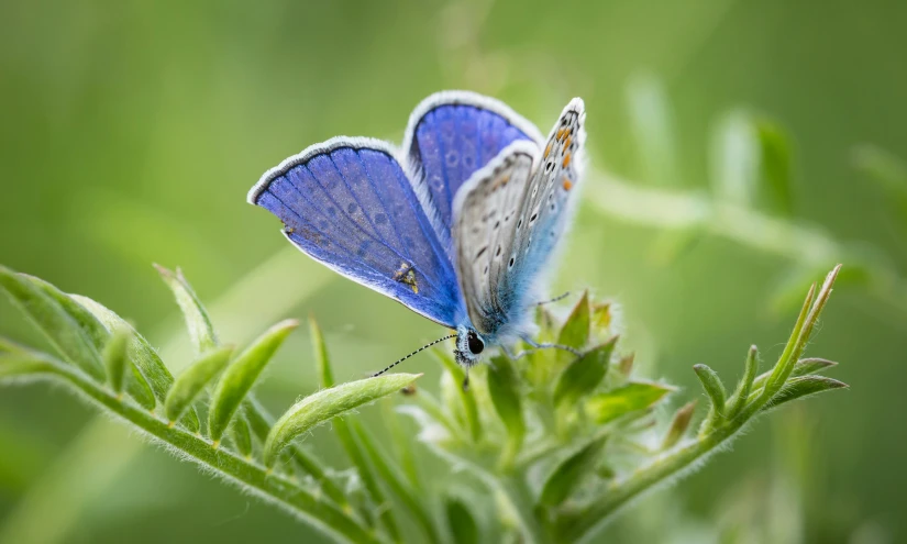 a blue erfly is sitting on top of the flowers