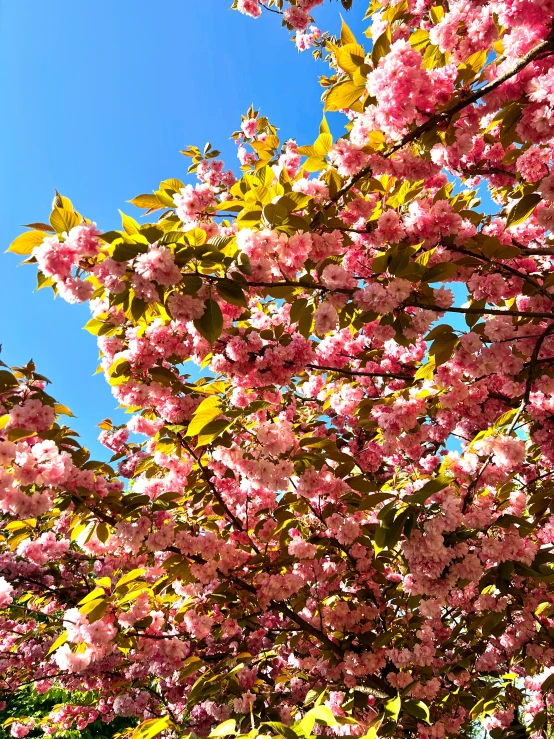 a view from underneath of trees that are blossoming