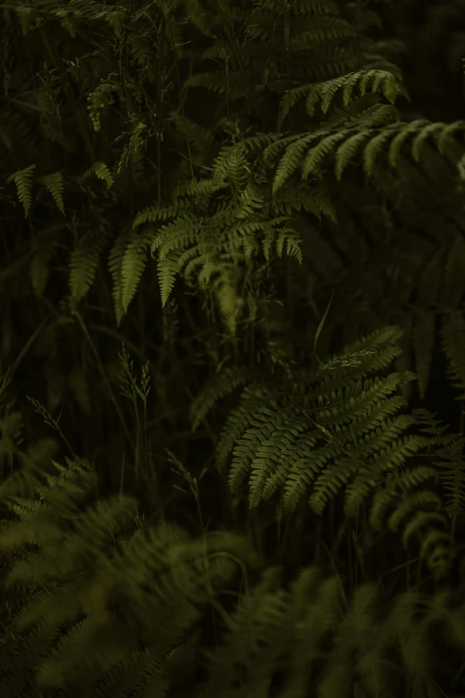 ferns stand alone in a dense green jungle