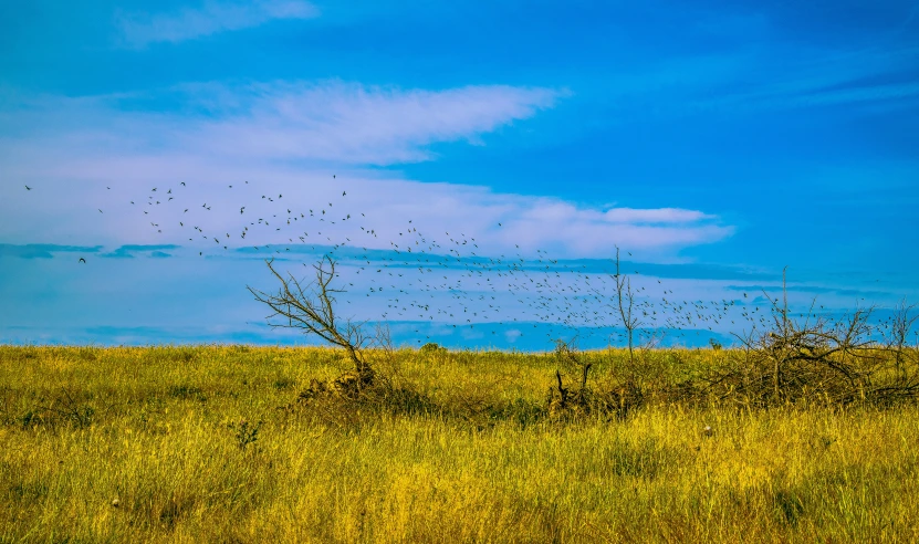 there is a bird that is standing in a field