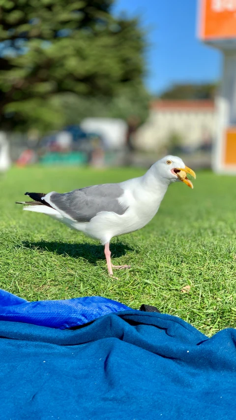 a bird with an orange beak sitting on the grass