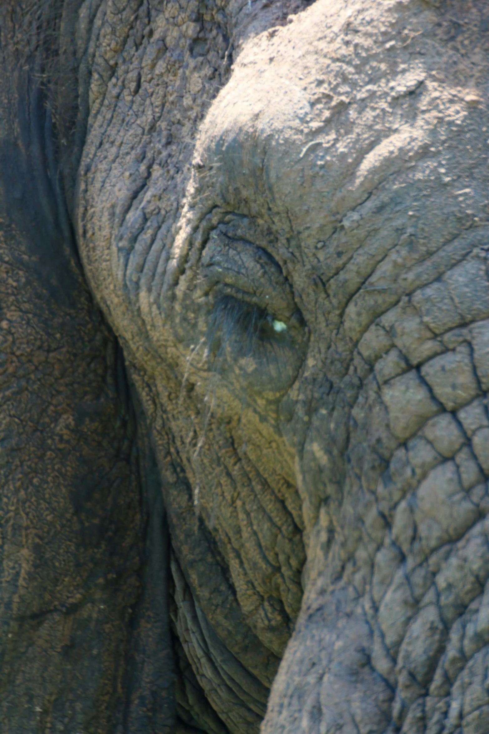 an elephant with the eye and ear of the elephant visible