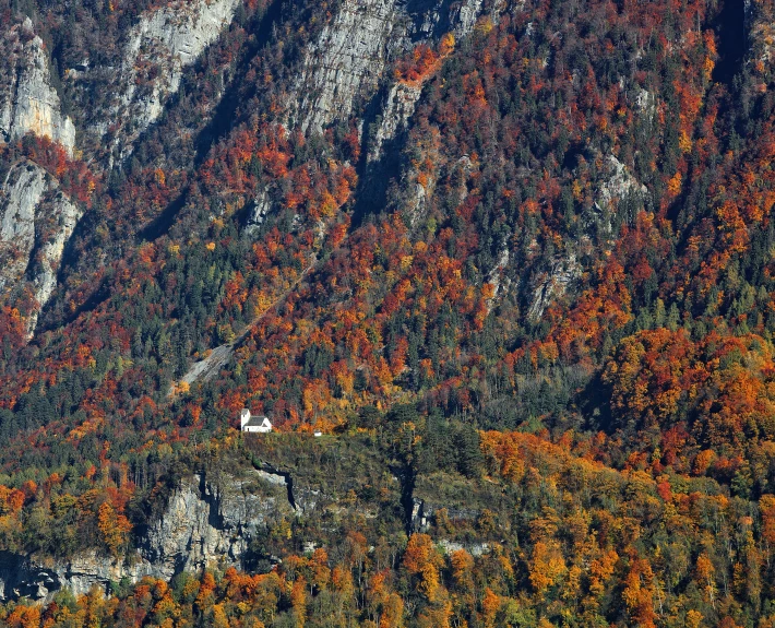 trees on the mountain and trees that have been turned red, yellow and orange