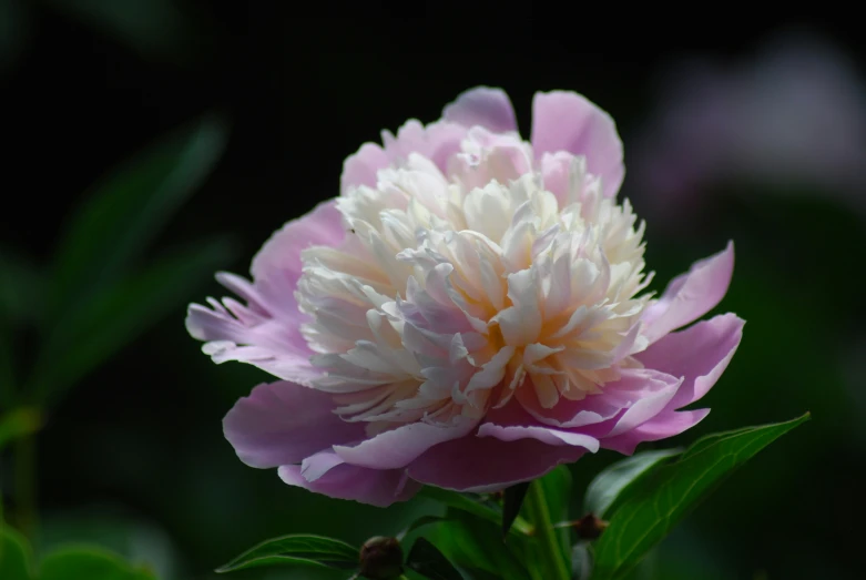 a very large pink flower with green leaves