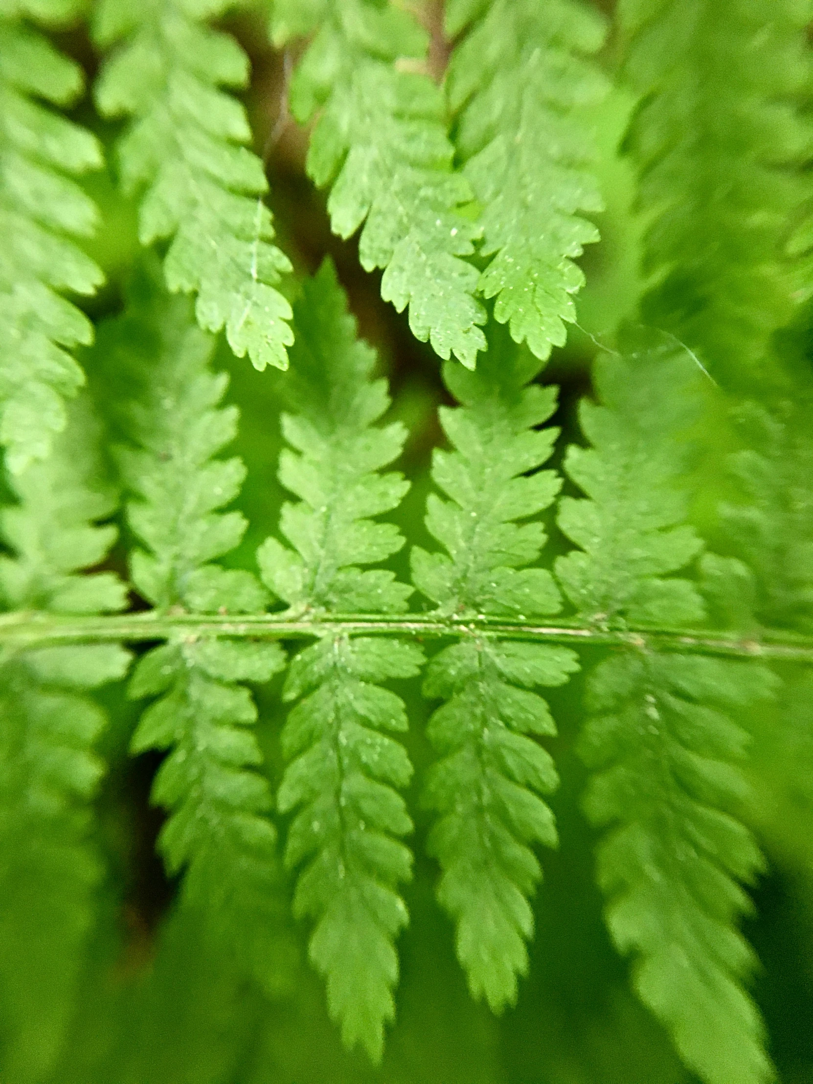 a close up po of a fern plant