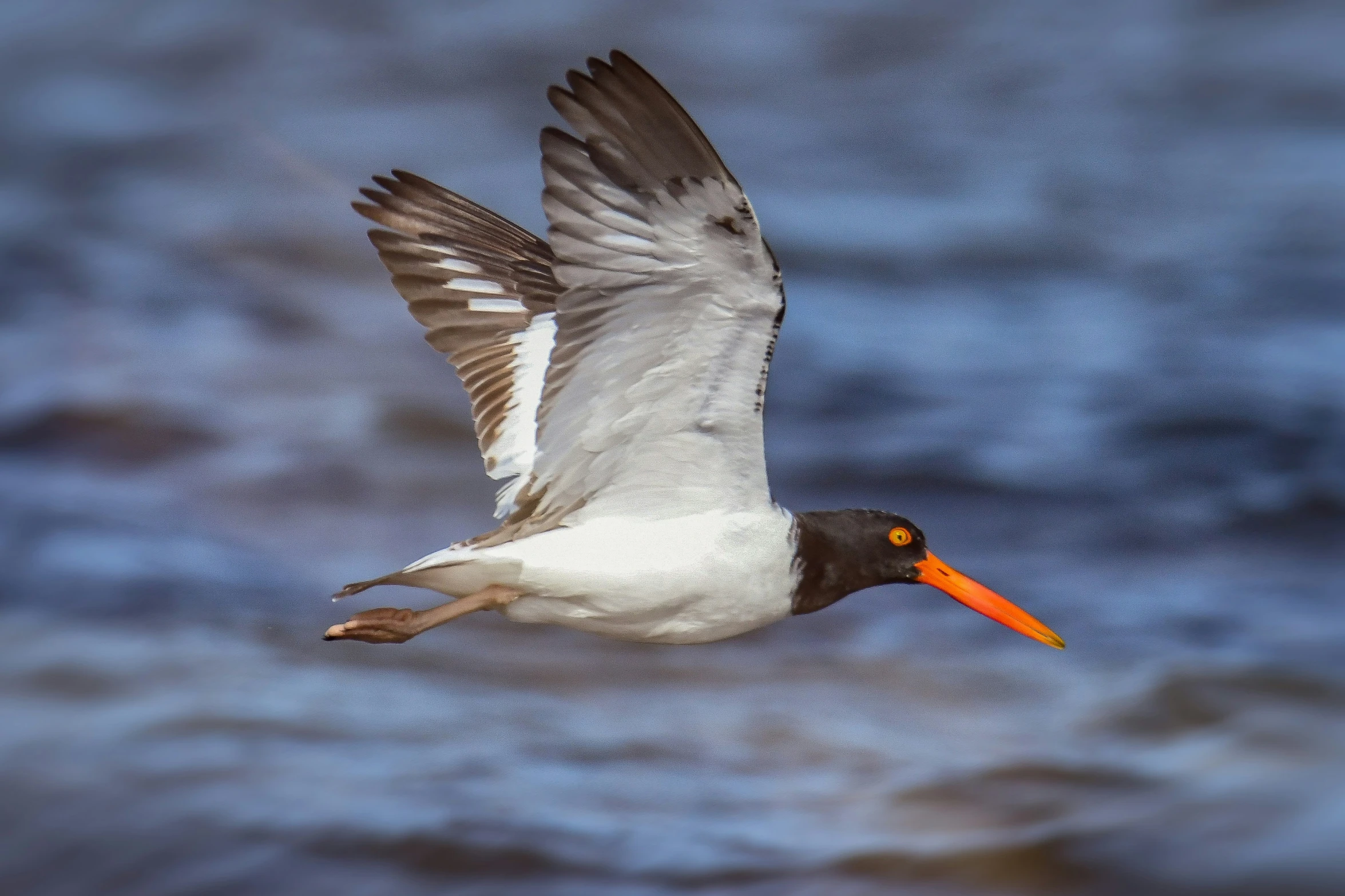 a bird is flying low over the water