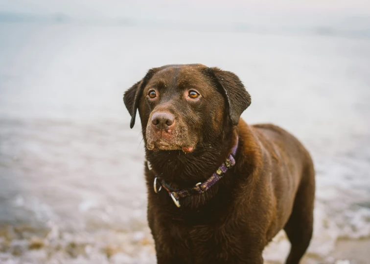 there is a brown dog that is standing on the shore