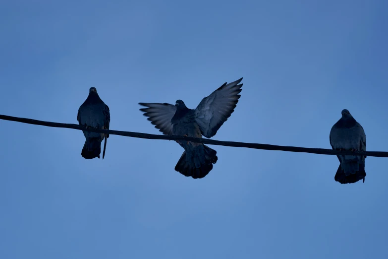 three birds are sitting on wires looking in different directions