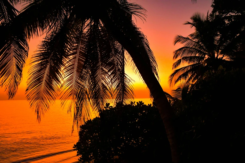 silhouette of palm tree and water at sunset