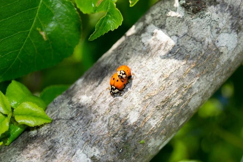 a lady bug crawling on a tree nch