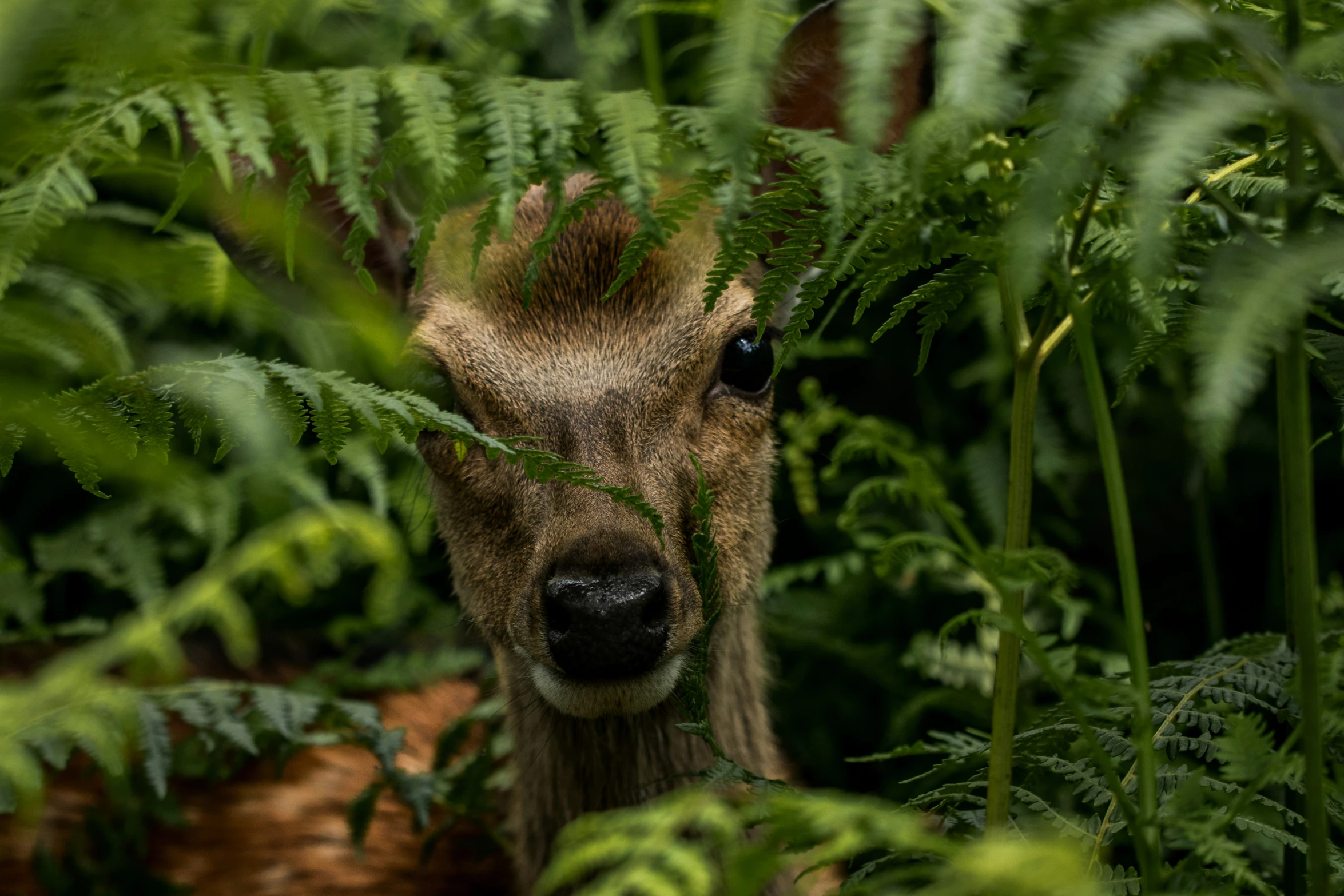 a deer looking through ferns with it's head peaking out