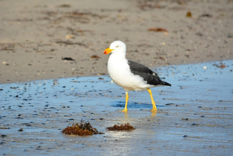 a close up of a bird on a beach