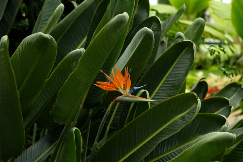a bird sits on a large green leafy plant
