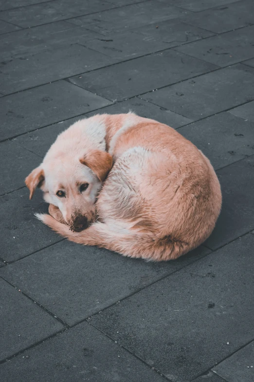 a dog that is laying on the ground