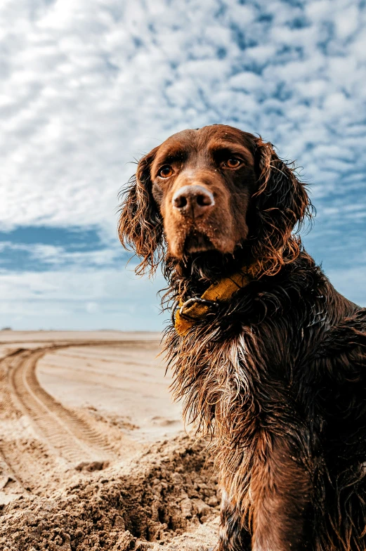 a brown dog with wet fur and collar in sand