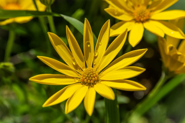 a yellow flower with yellow petals sitting next to green leaves