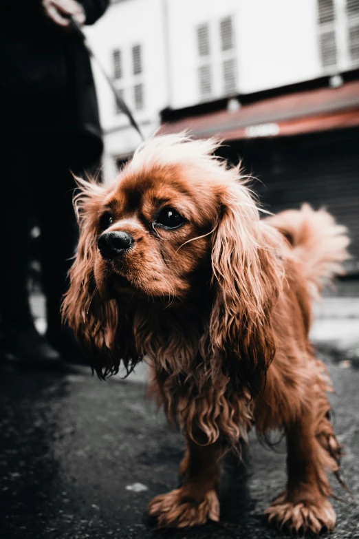 a small brown dog with glasses stands in the street